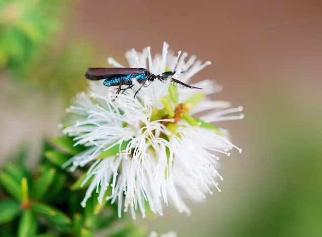 A Message from Deakin University: In 2025, let’s make it game on – not game over – for our precious natural world